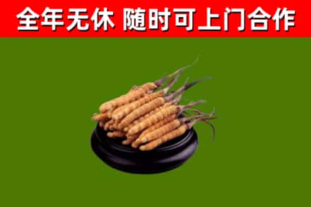 黑龙江回收冬虫夏草