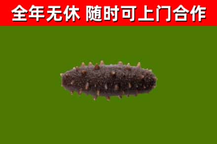 黑龙江回收海参干